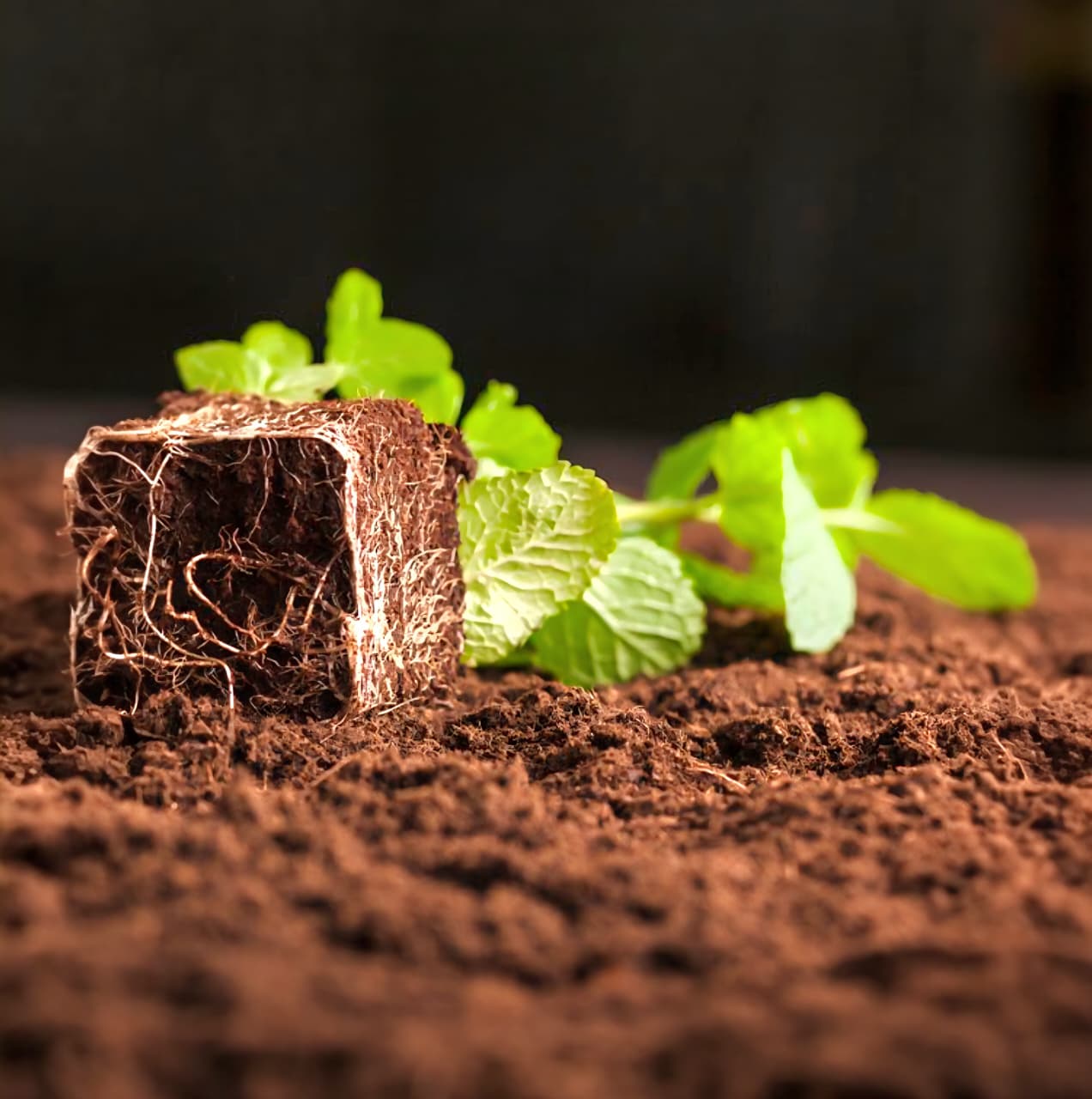 Coco Peat Grow (800 Grams)