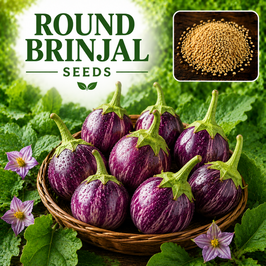 F1 Hybrid Round Brinjal (گول بینگن) 20 seeds