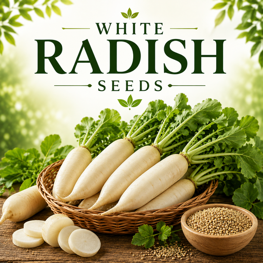 White Radish (سفید مولی) 100+ Seeds