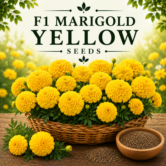 F1 Marigold Yellow  15+ Seeds