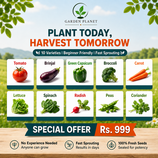 10 Premium Vegetable Seeds Combo Pack