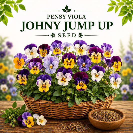 Pensy Viola Johny jump up  30+ Seeds